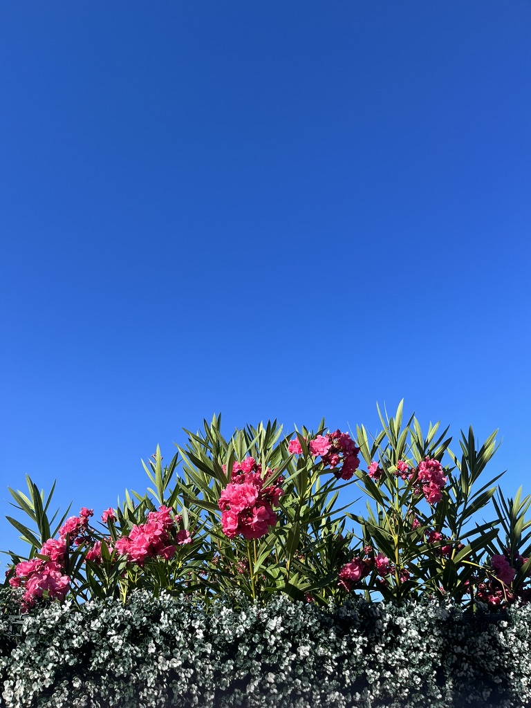 pink oleander